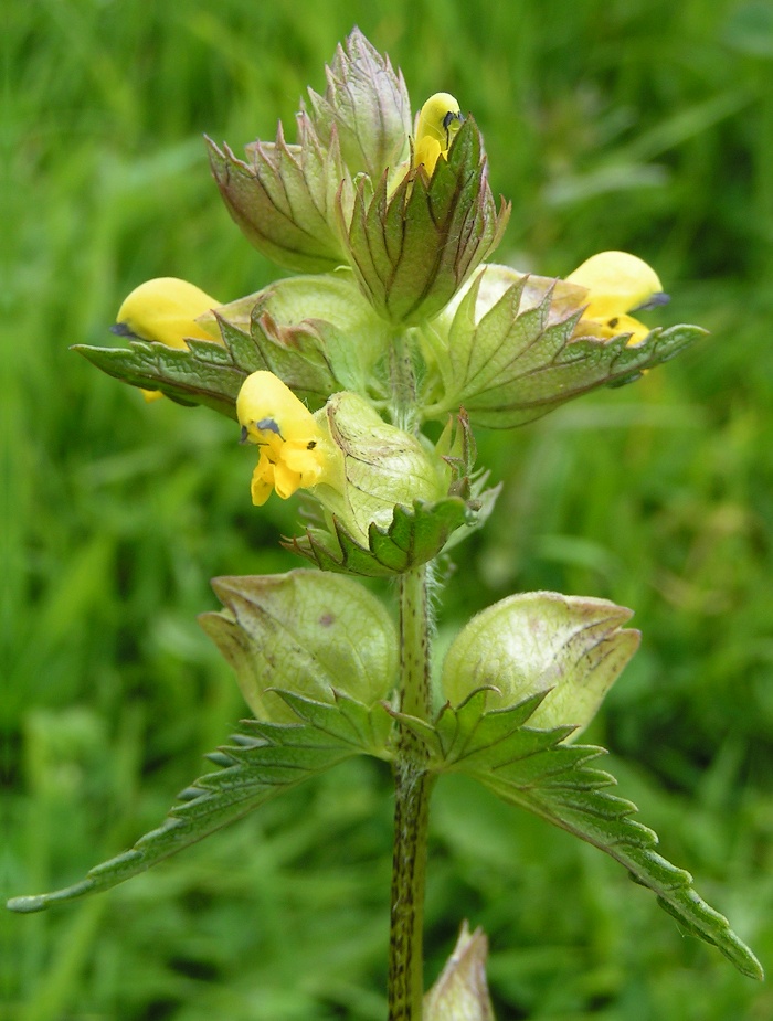 Papery (upper) and leafy bracts on hay rattle (Rhinanthus minor). All the "leaves" in this image are bracts