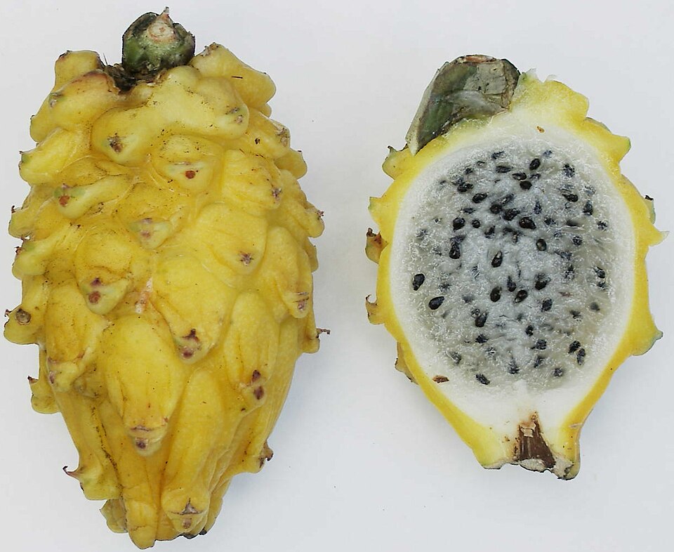 Like many other cactus fruits, the dragonfruit has many tiny seeds. The cactus species that produce it originally grew in Mexico.