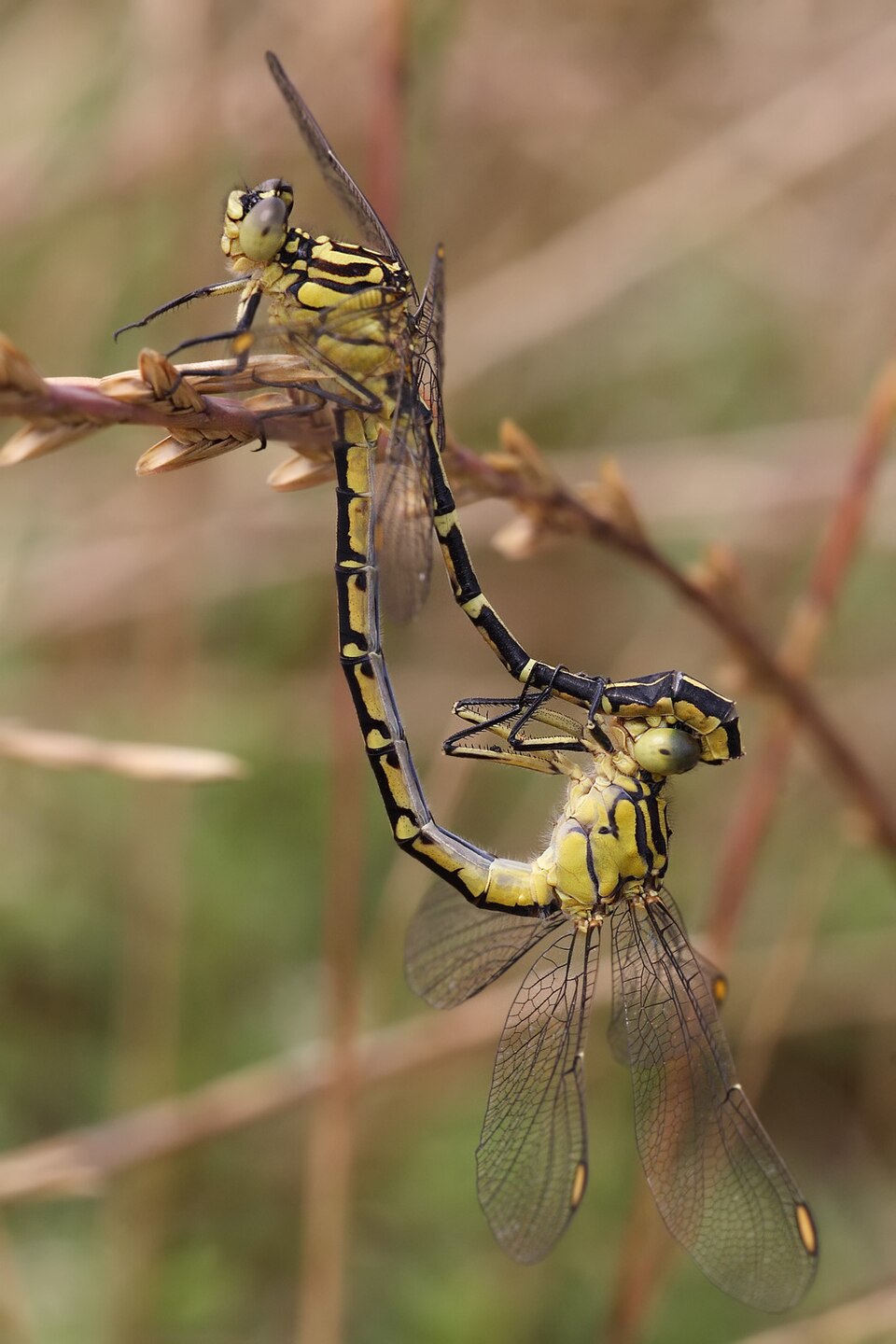 Pair of yellow striped hunters mating