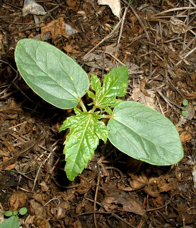 Young castor oil plant showing its prominent two embryonic leaves (cotyledons). They differ from the adult leaves.