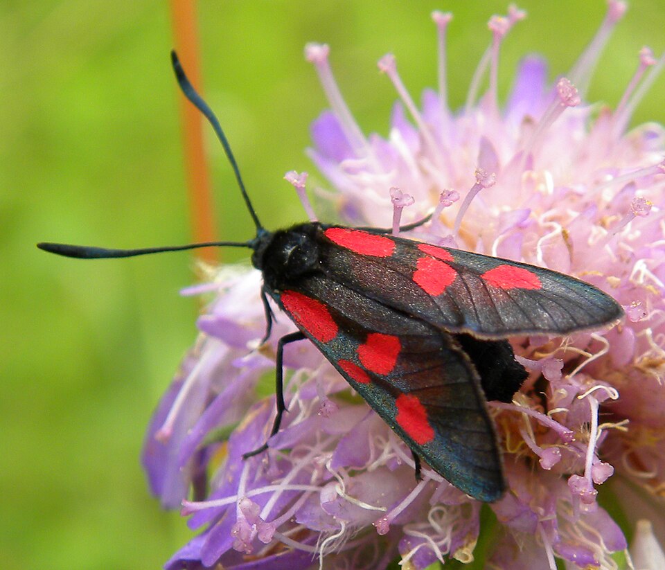 A Burnet Moth (Zygaena sp.), a daytime flyer. This one is getting nectar from a thistle (and pollinating it) in Estonia.